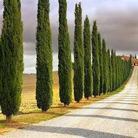 Italian Cypress Trees Etsy In 2021 Italian Cypress Trees Tuscan