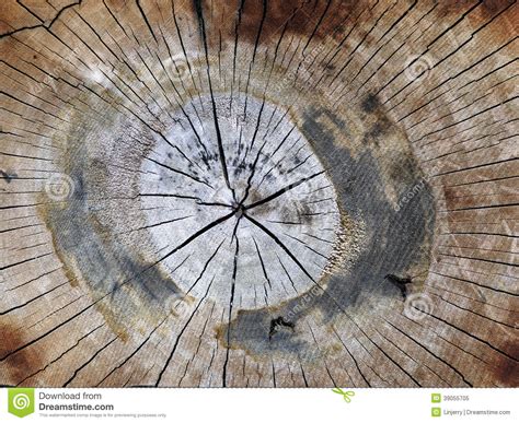 Cracked Pine Tree Trunk In Cross Section Stock Image Image Of Thick