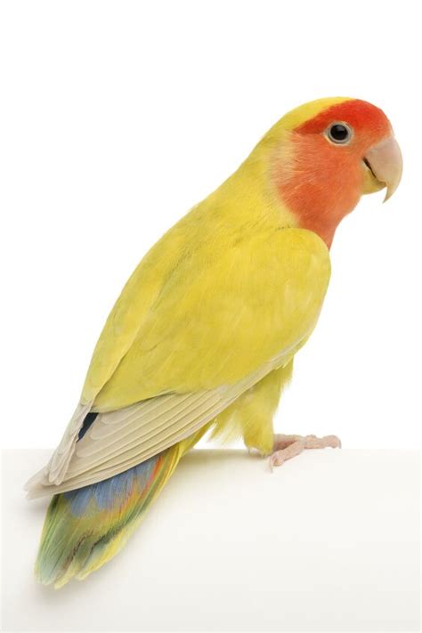 Peach Faced Lovebird Health Personality Colors And Sounds Petguide