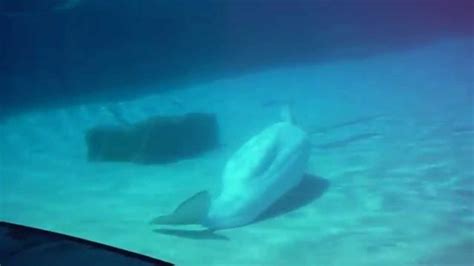 Spontaneous Performance By Beluga Whale At Marineland Ontario Youtube