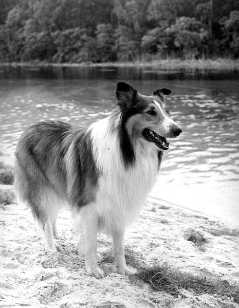 Lassie Le Chien Colley Eric Knight 1954 à 1974 Quilaztli Un Petit