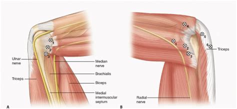 Elbow Region Anatomy