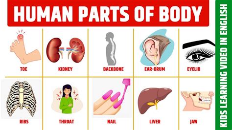 Body Parts Name English Name Of Body Parts Different Parts Of The
