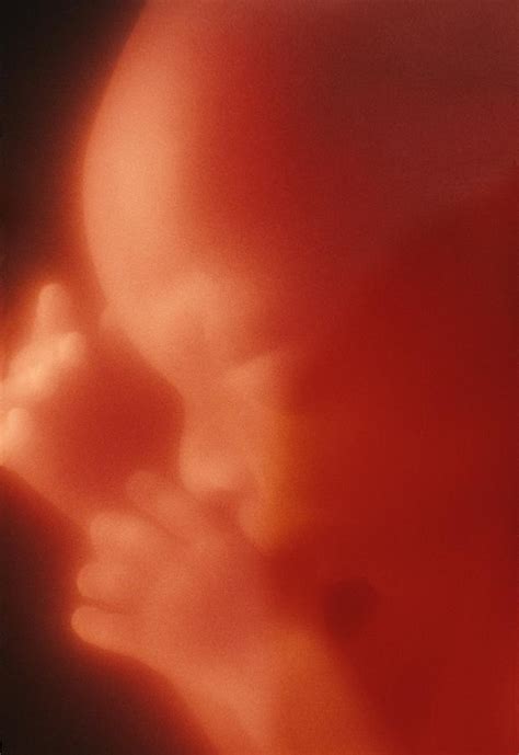 Human Foetus In The Womb Photograph By Science Photo Library Fine Art