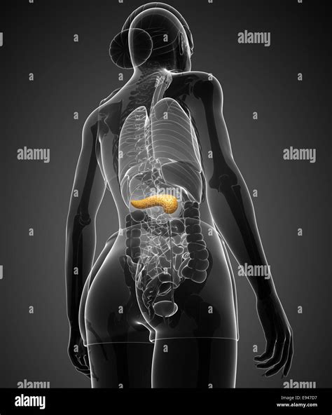 Pancreas And Kidney Stock Photos And Pancreas And Kidney Stock Images Alamy