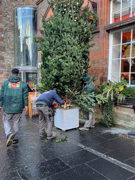Glasgow Christmas Tree Delivery Real Fir Christmas Trees