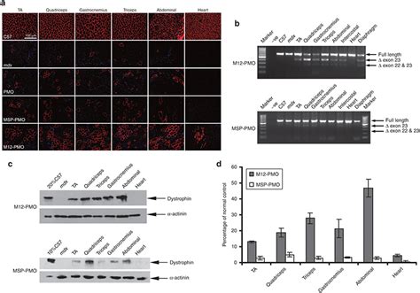 Restoration Of Dystrophin Expression After Systemic Administration Of