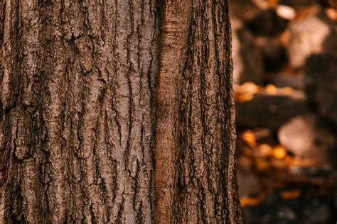 Brown Tree Trunk Growing In Autumnal Woods In Daylight · Free Stock Photo