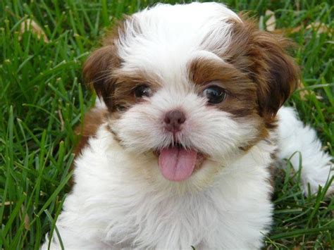 Shih tzus are extremely popular toy dogs and are adorable as puppies. Our Shih Tzu Puppies Are Absolutely Fabulous, Can You ...