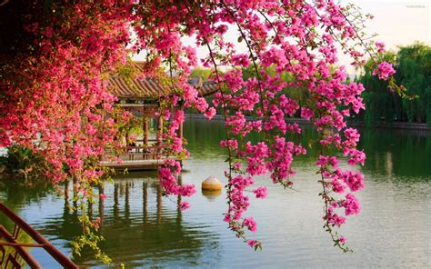 Chinese Spring Wallpapers Wallpaper Cave