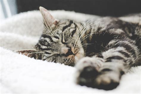 Cats And Sleep Cat Behaviour Help And Advice Cats Protection
