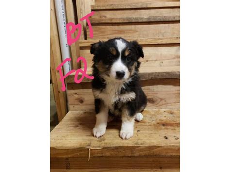 Blue Merle And Black Tri Mini Aussie Puppies For Sale Ava Puppies For