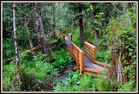 Olympia Daily Photo Mclane Creek Nature Trail