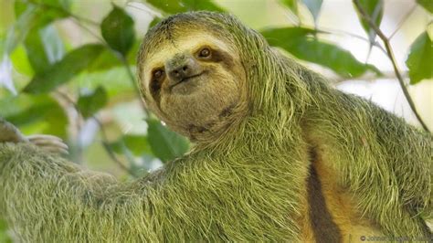 International Sloth Day October 20 2021 Happy Days 365