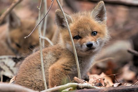 Baby Fox