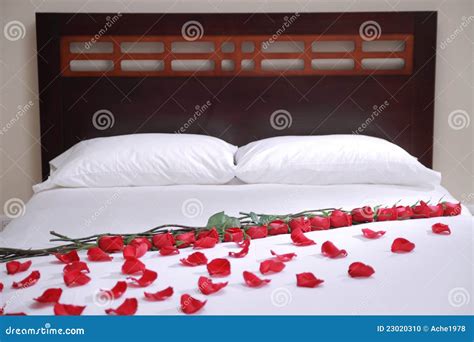 Bed Of Roses Stock Photo Image 23020310