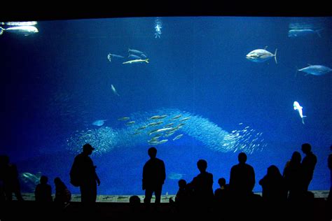 Monterey Bay Aquarium Outer Bayopen Sea Exhibit Monterey Bay
