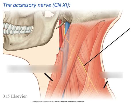 The Accessory Nerve Cnxi Diagram Quizlet