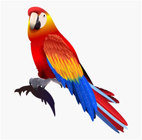Vector Parrot Colored Vector Parrot Png Transparent Png Kindpng