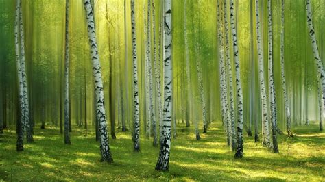 White Birch Trees Forest Sunrays Background Hd Birch Tree Wallpapers