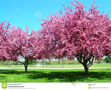 Free shipping on orders over $99 with arrive alive guarantee from the tree center. Pink Trees in Bloom stock photo. Image of outside, spring ...