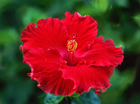 cole s florist inc tropical hibiscus care and facts — cole s florist inc