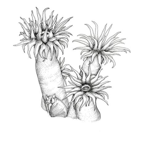 Sea Anemone Printable Coloring Pages