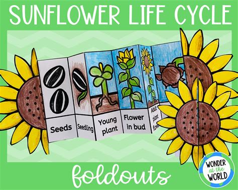Life Cycle Of A Sunflower Foldable Kids Craft A4 And Etsy Uk