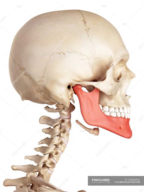 Altogether, the skeleton makes up about 20 percent of a person's body weight. Human jaw bone anatomy — healthcare, plain background ...