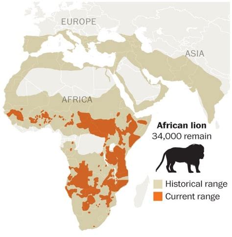 Historical And Present Day Lions Range Map 600 X 613 Mapporn