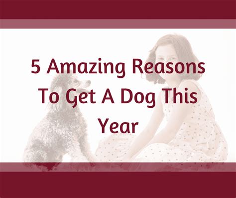 5 Amazing Reasons To Get A Dog This Year Hbt