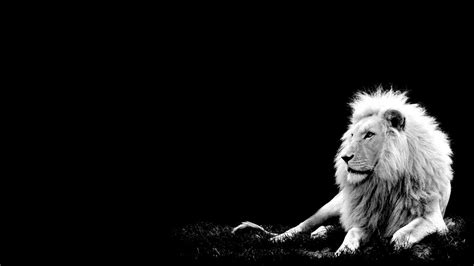 White Lion Wallpaper 3d Black Backgrounds Just Luxury Pinterest