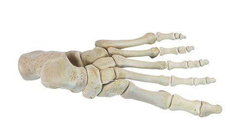 Human Skeleton Foot