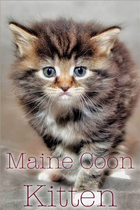 The cheapest offer starts at £8. Maine Coon Kittens: Choosing And Raising Your Maine Coon ...