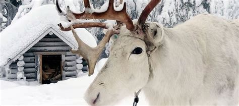 15 Photos That Prove Lapland Is The Most Magical Place To Be At