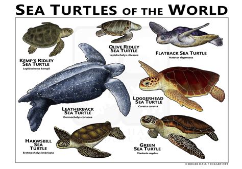 Sea Turtle Facts Types Of Protected Chelonians Planetlovelife Com