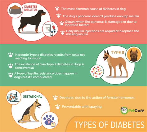Modern research shows us that dog diabetes suddenly occurs in adulthood. Diabetes in Dogs | Canine Mellitus Symptoms, Treatment & Diet