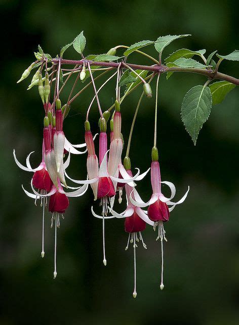 200 Best Images About Lovely Fuschia On Pinterest Hanging Baskets