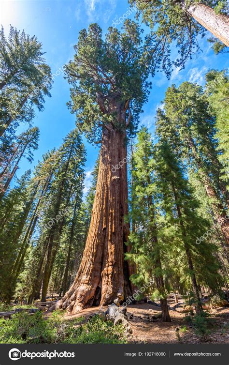 General Sherman Tree Largest Tree Earth Giant Sequoia Trees Sequoia