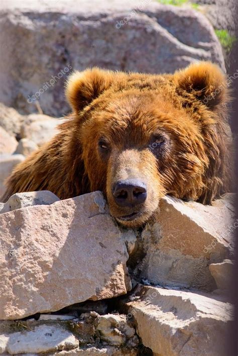 Russian Brown Bear Stock Photo Spon Brown Russian Bear