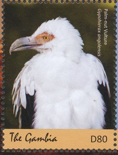Palm Nut Vulture Stamps Mainly Images Gallery Format Vulture