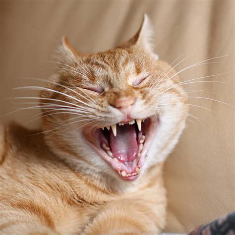 Best Cat Teeth Stock Photos Pictures And Royalty Free Images Istock
