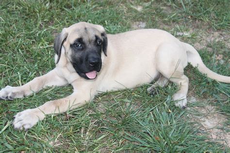 English Mastiff Puppy Here Is A English Mastiff Puppy For Sale At