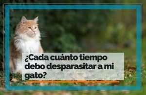 Cada Cu Nto Tiempo Debo Desparasitar A Mi Gato