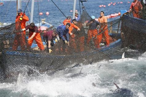 El Primer Tratado Mundial Contra La Pesca Ilegal Entra En Vigor