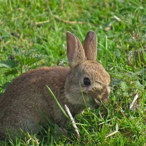 Top 9 Flowering Plants That Rabbits Wont Eat