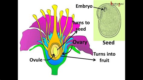 Science Plants Sexual Reproduction Pollination Fertilization