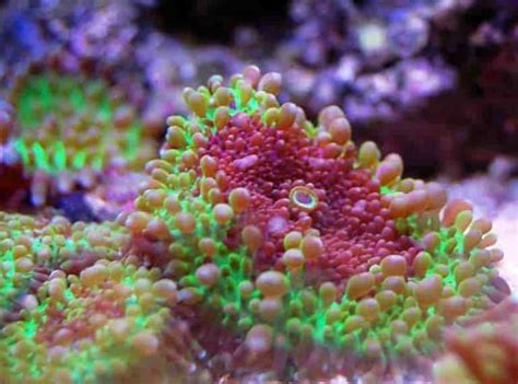 10 Best Corals For A Nano Reef Tank Shrimp And Snail Breeder