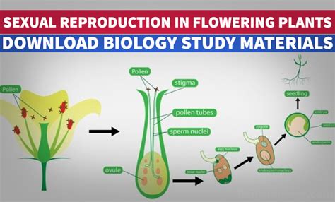 Sexual Reproduction In Flowering Plants Biology4isc Riset