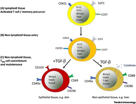 Tissue Specific Differentiation Of Cd Resident Memory T Cells Trends